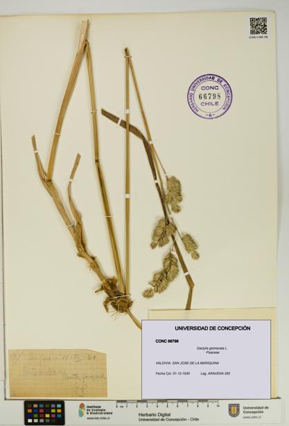 Dactylis glomerata [Espécimen: UDEC:CONC:0066798]