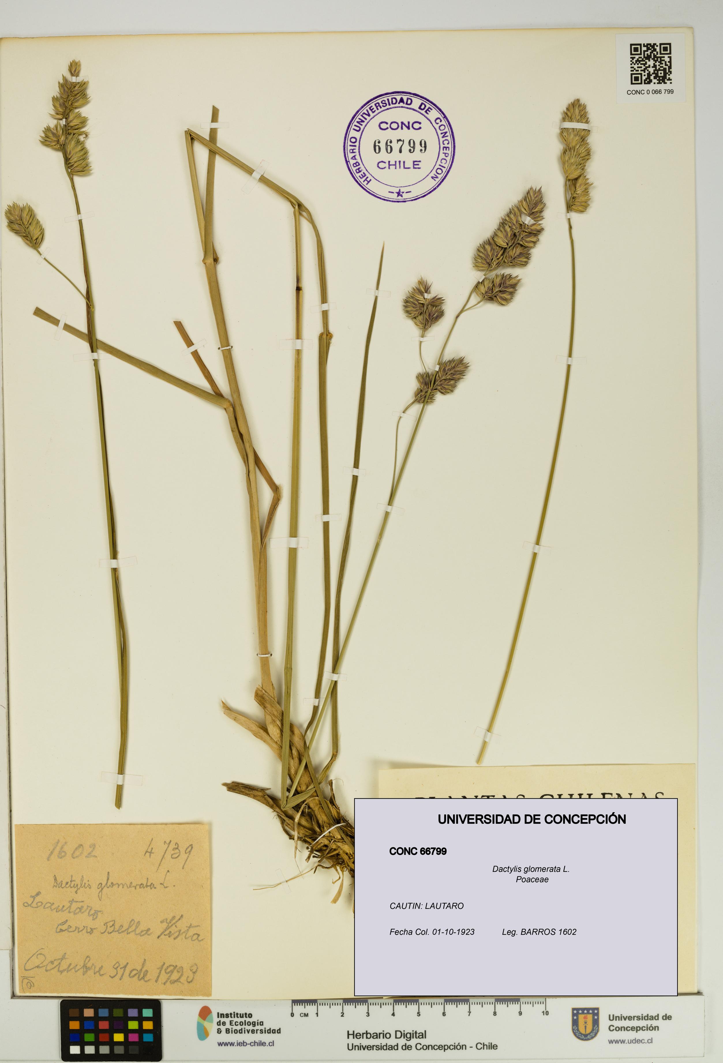 Dactylis glomerata [Espécimen: UDEC:CONC:0066799]