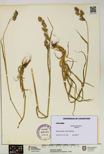 Dactylis glomerata [Espécimen: UDEC:CONC:0066800]