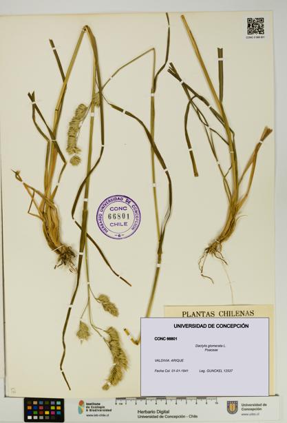 Dactylis glomerata [Espécimen: UDEC:CONC:0066801]