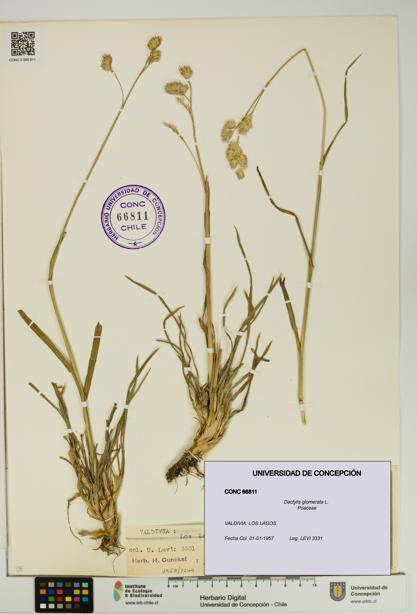Dactylis glomerata [Espécimen: UDEC:CONC:0066811]