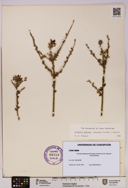 Krameria lappacea [Espécimen: UDEC:CONC:0066859]