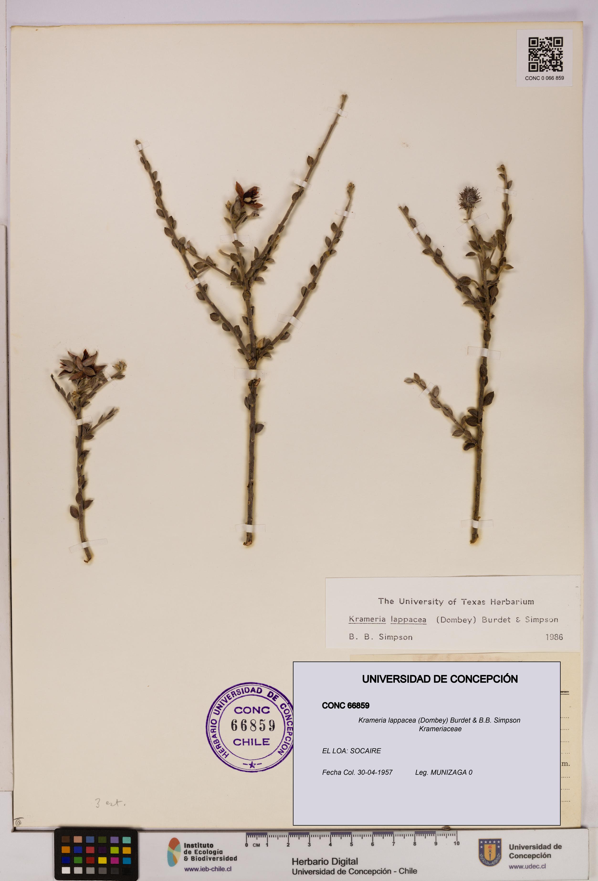 Krameria lappacea [Espécimen: UDEC:CONC:0066859]