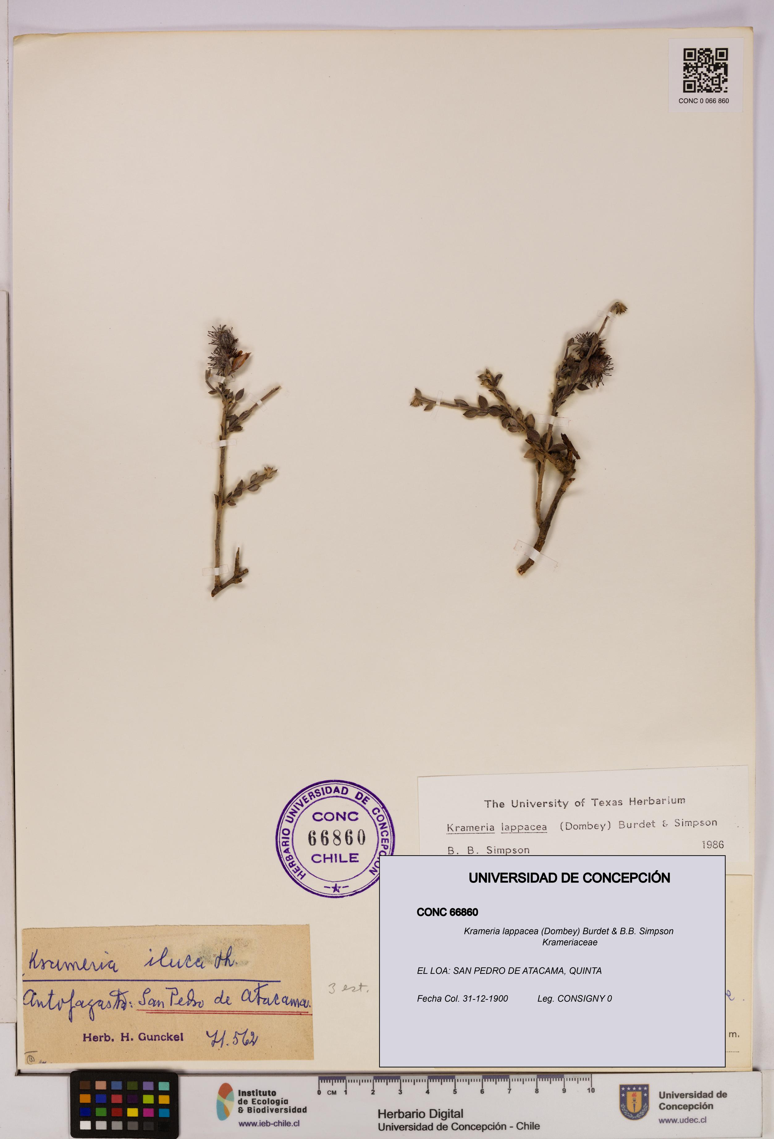 Krameria lappacea [Espécimen: UDEC:CONC:0066860]