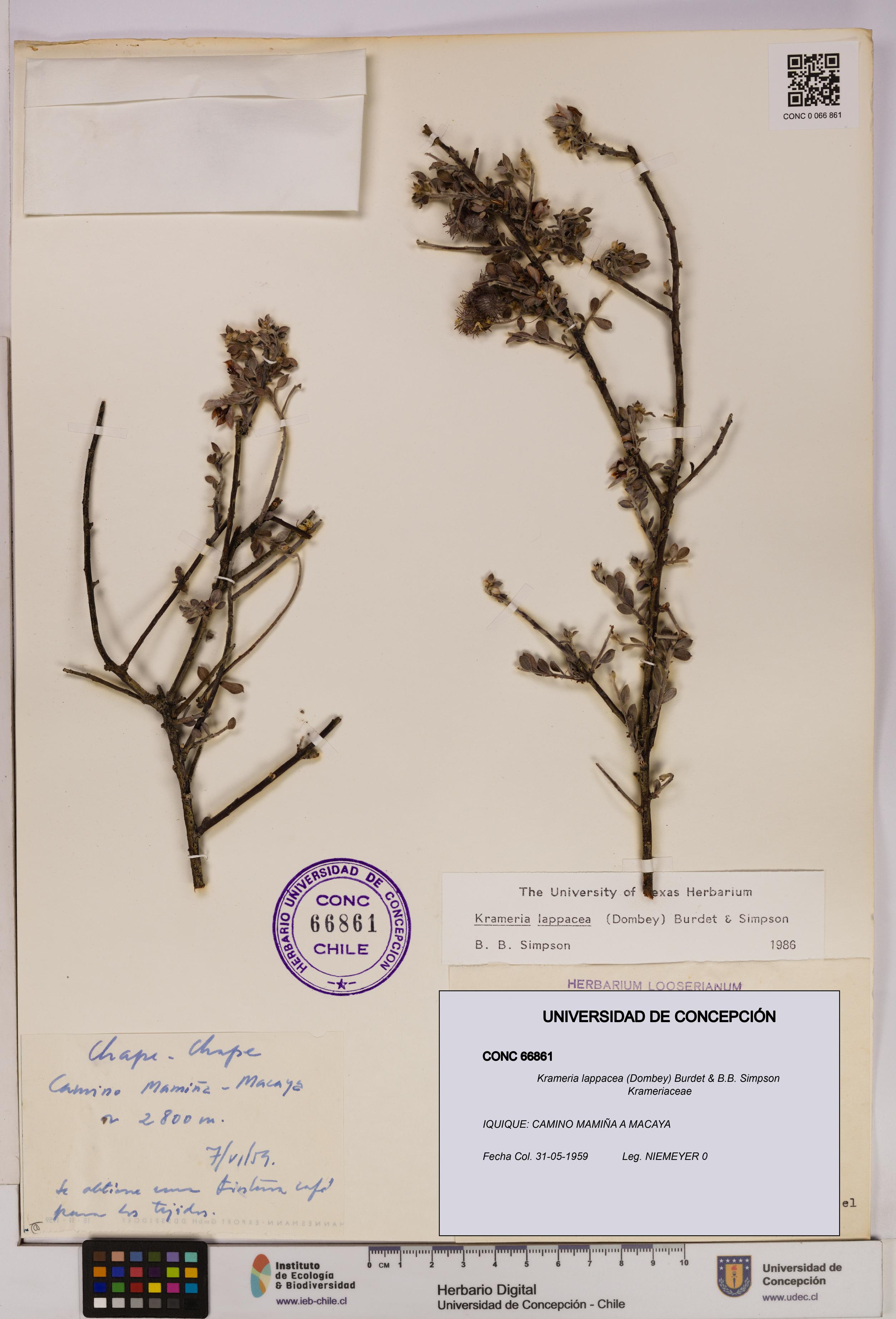 Krameria lappacea [Espécimen: UDEC:CONC:0066861]