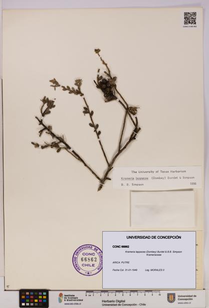 Krameria lappacea [Espécimen: UDEC:CONC:0066862]
