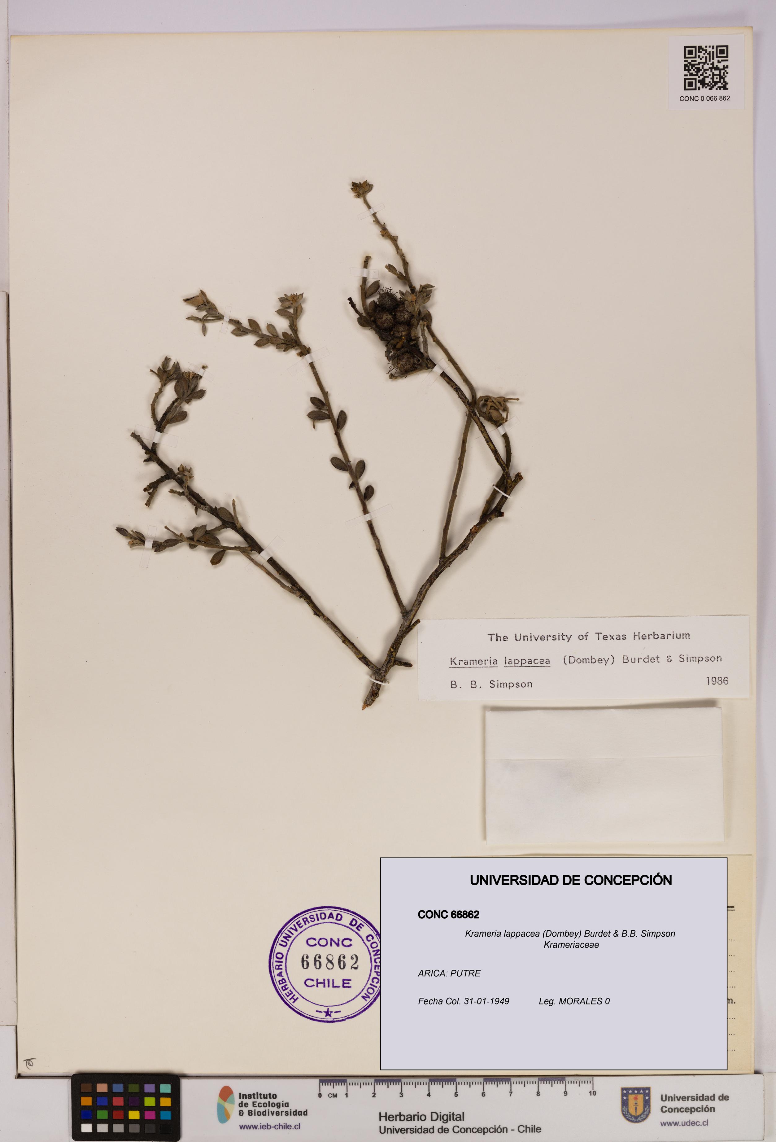 Krameria lappacea [Espécimen: UDEC:CONC:0066862]
