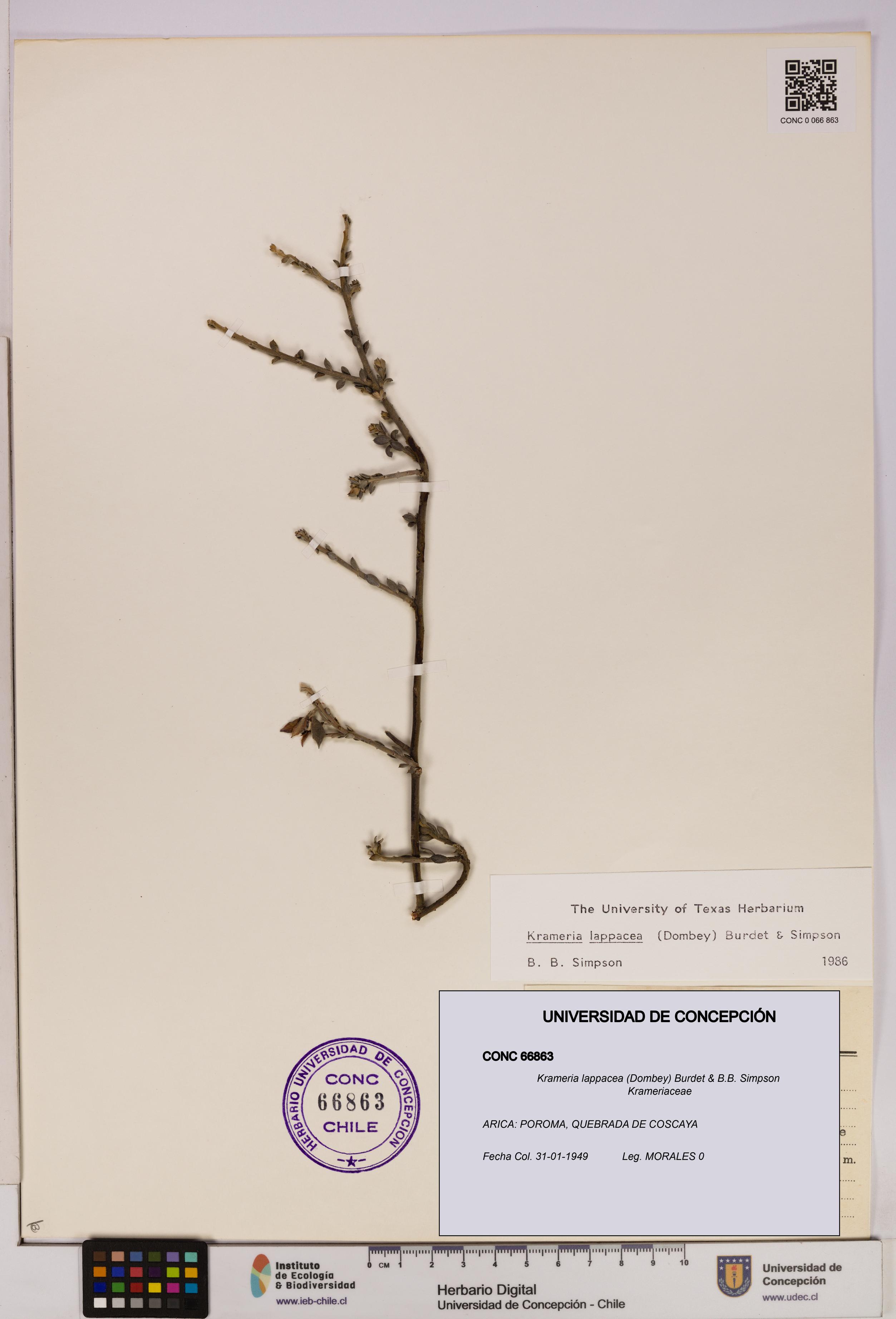 Krameria lappacea [Espécimen: UDEC:CONC:0066863]