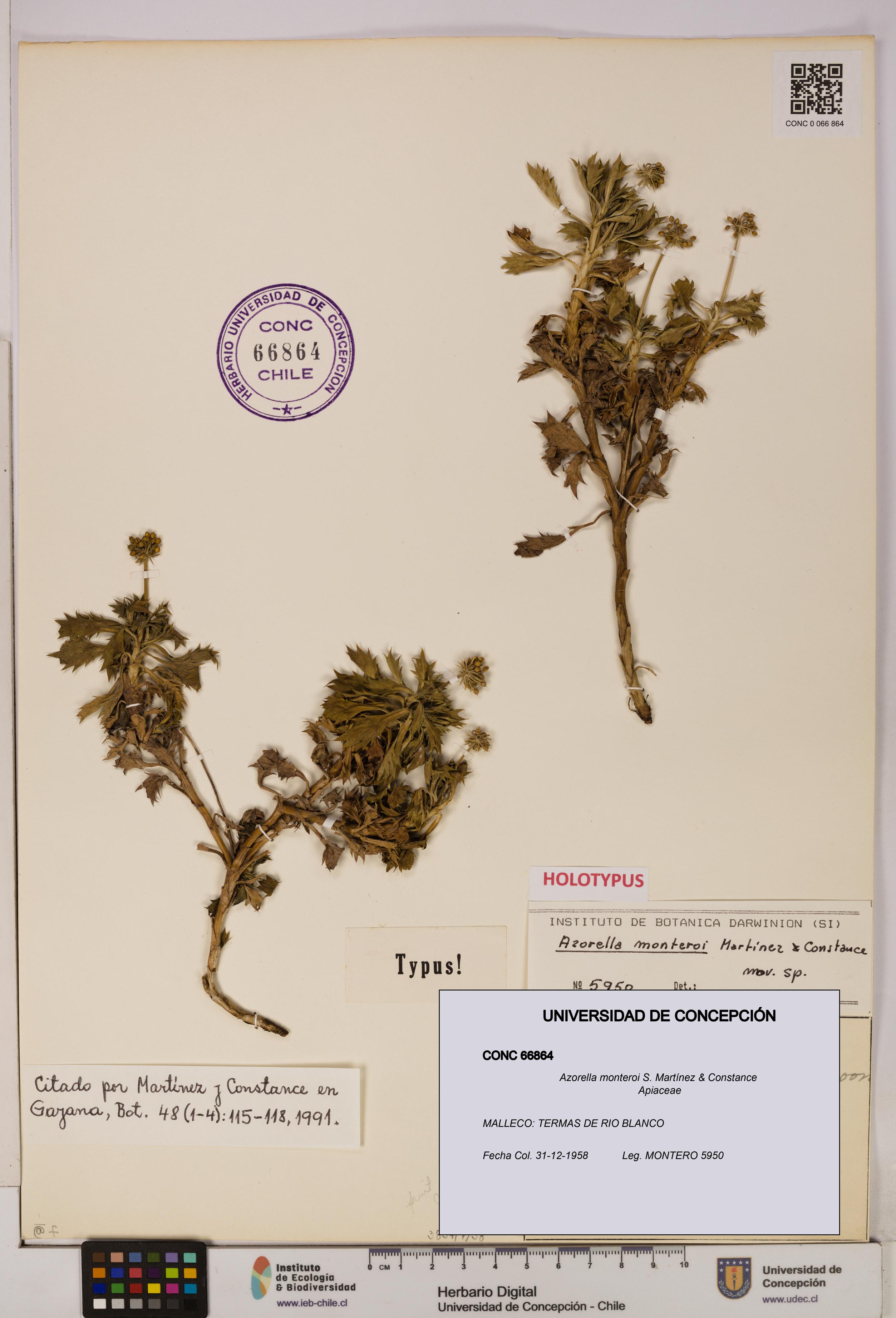 Azorella monteroi [Espécimen: UDEC:CONC:0066864]