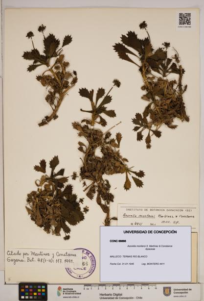 Azorella monteroi [Espécimen: ]