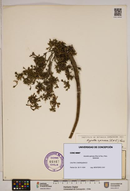 Azorella spinosa [Espécimen: ]