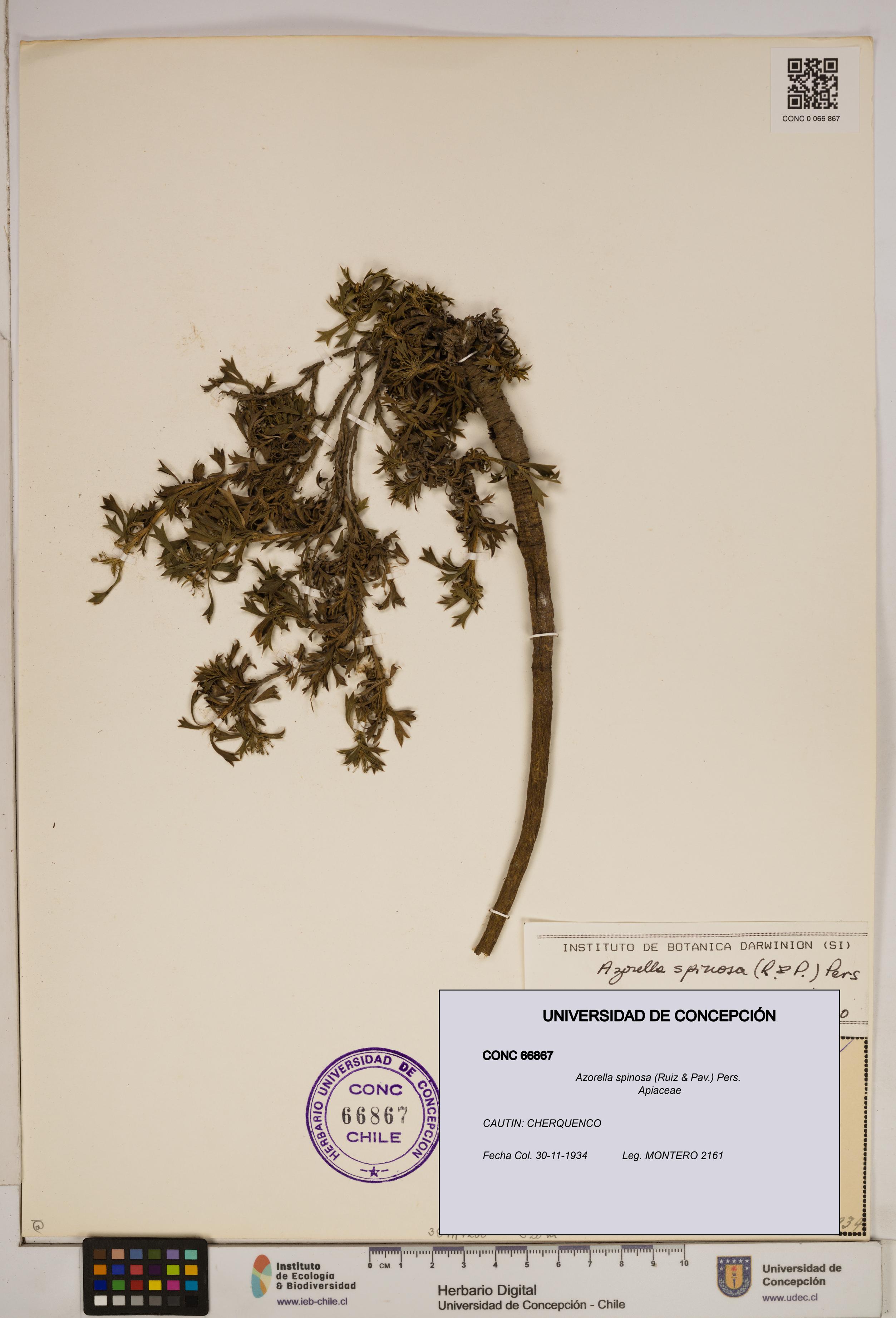 Azorella spinosa [Espécimen: ]