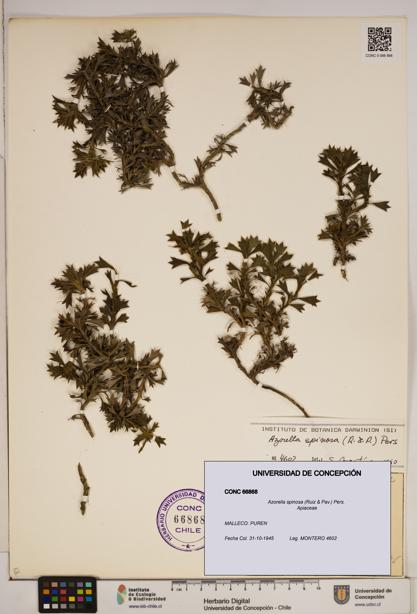 Azorella spinosa [Espécimen: ]