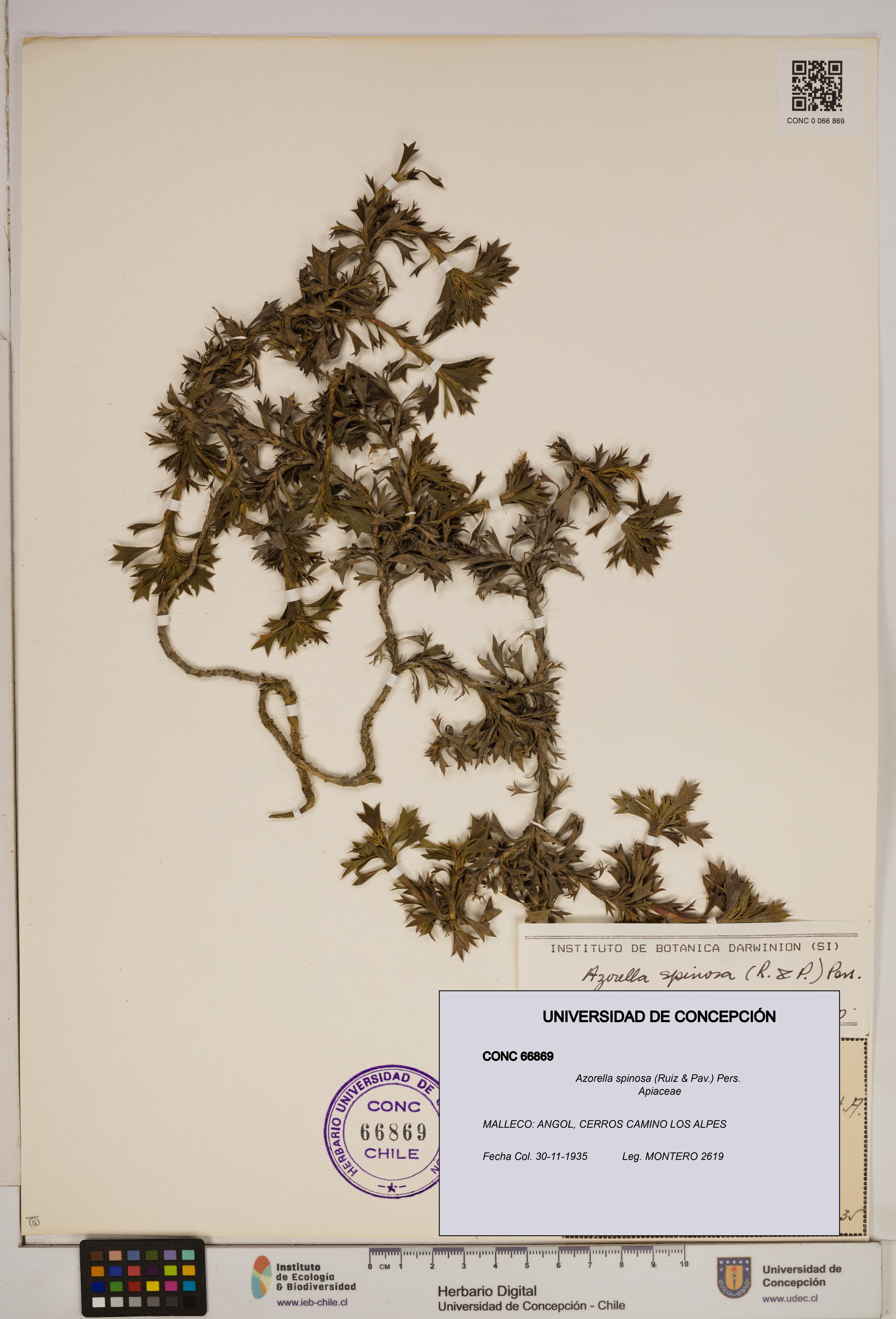 Azorella spinosa [Espécimen: ]