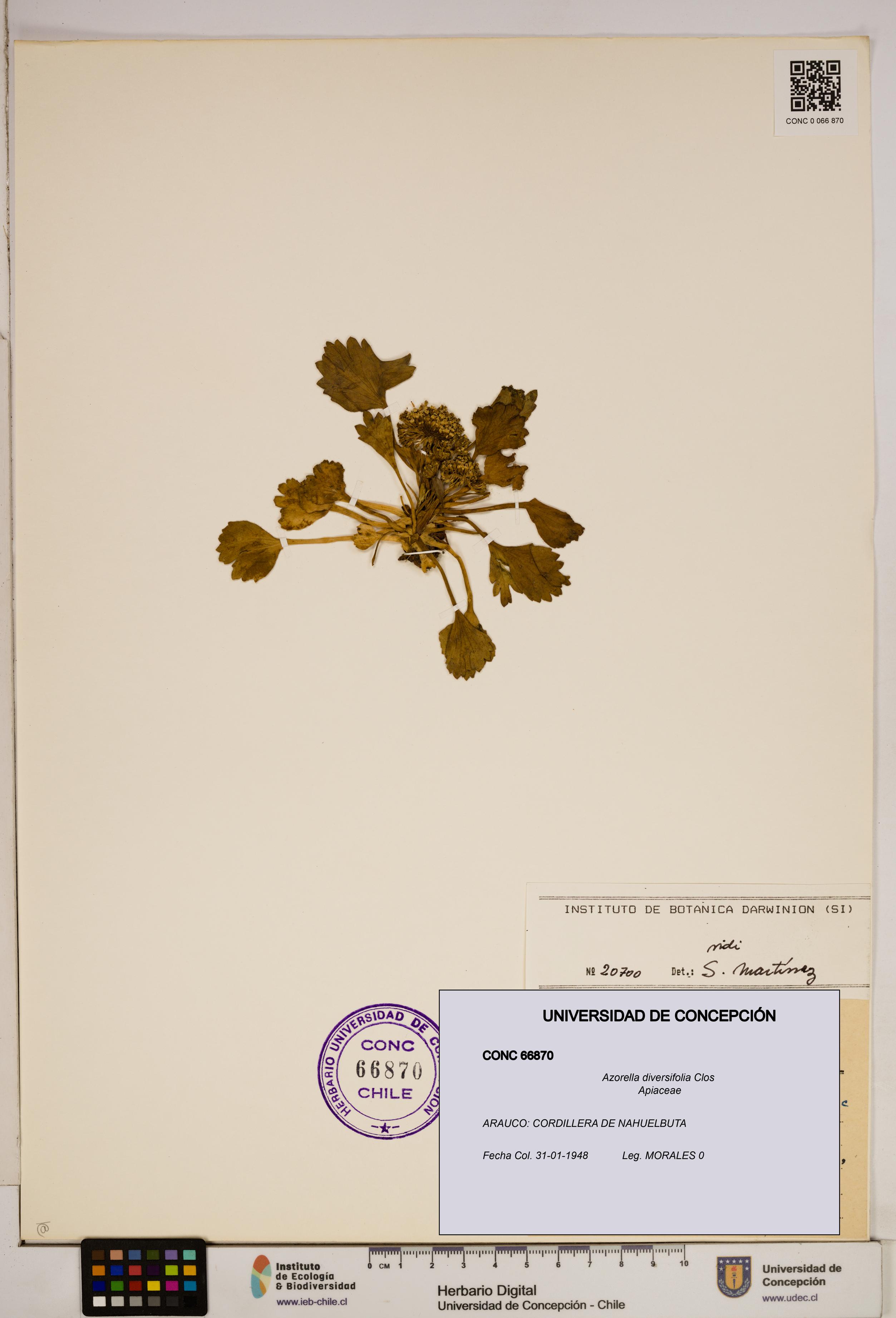 Azorella diversifolia [Espécimen: ]