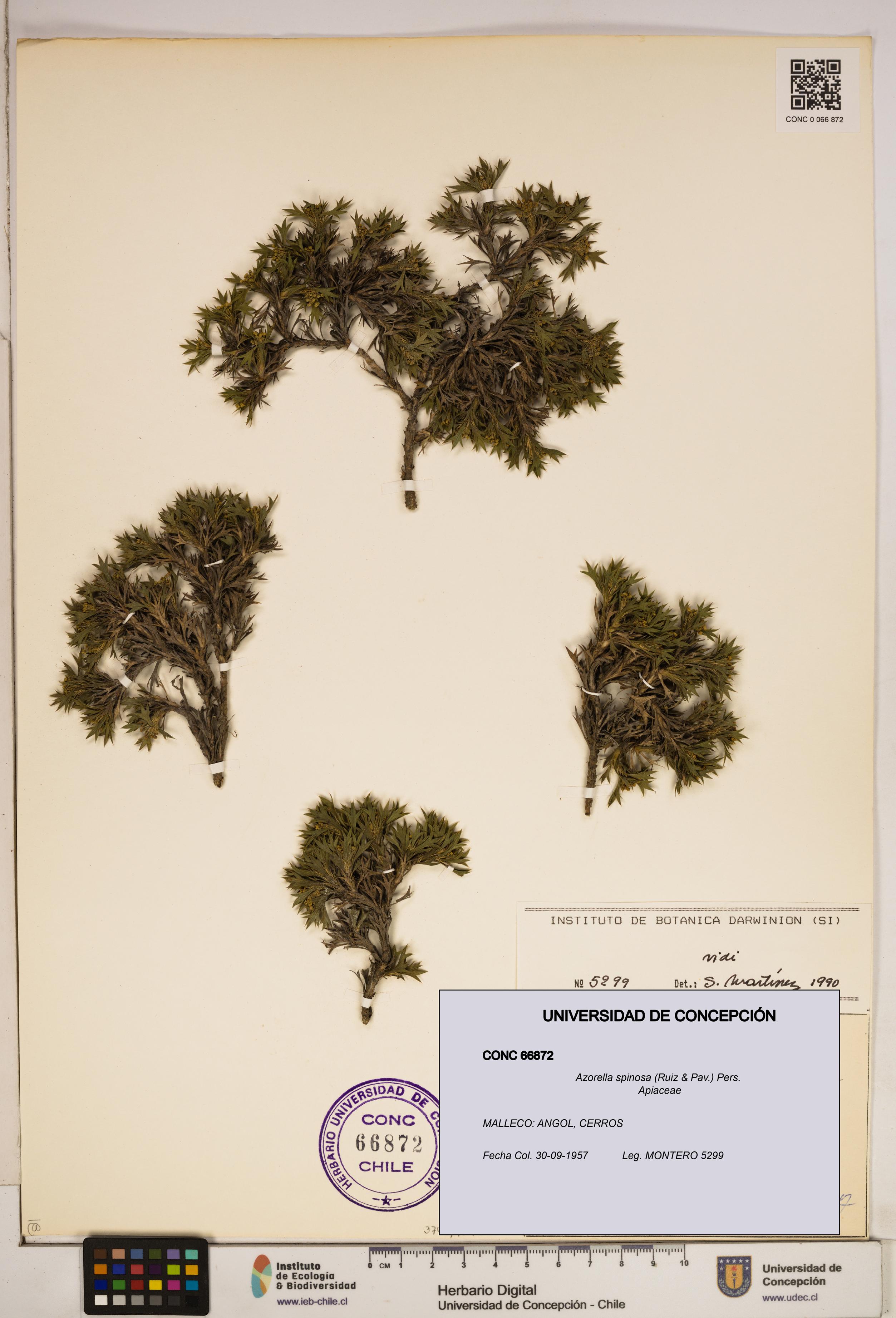 Azorella spinosa [Espécimen: ]