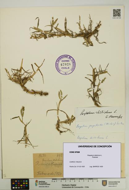 Paspalum distichum [Espécimen: UDEC:CONC:0067028]