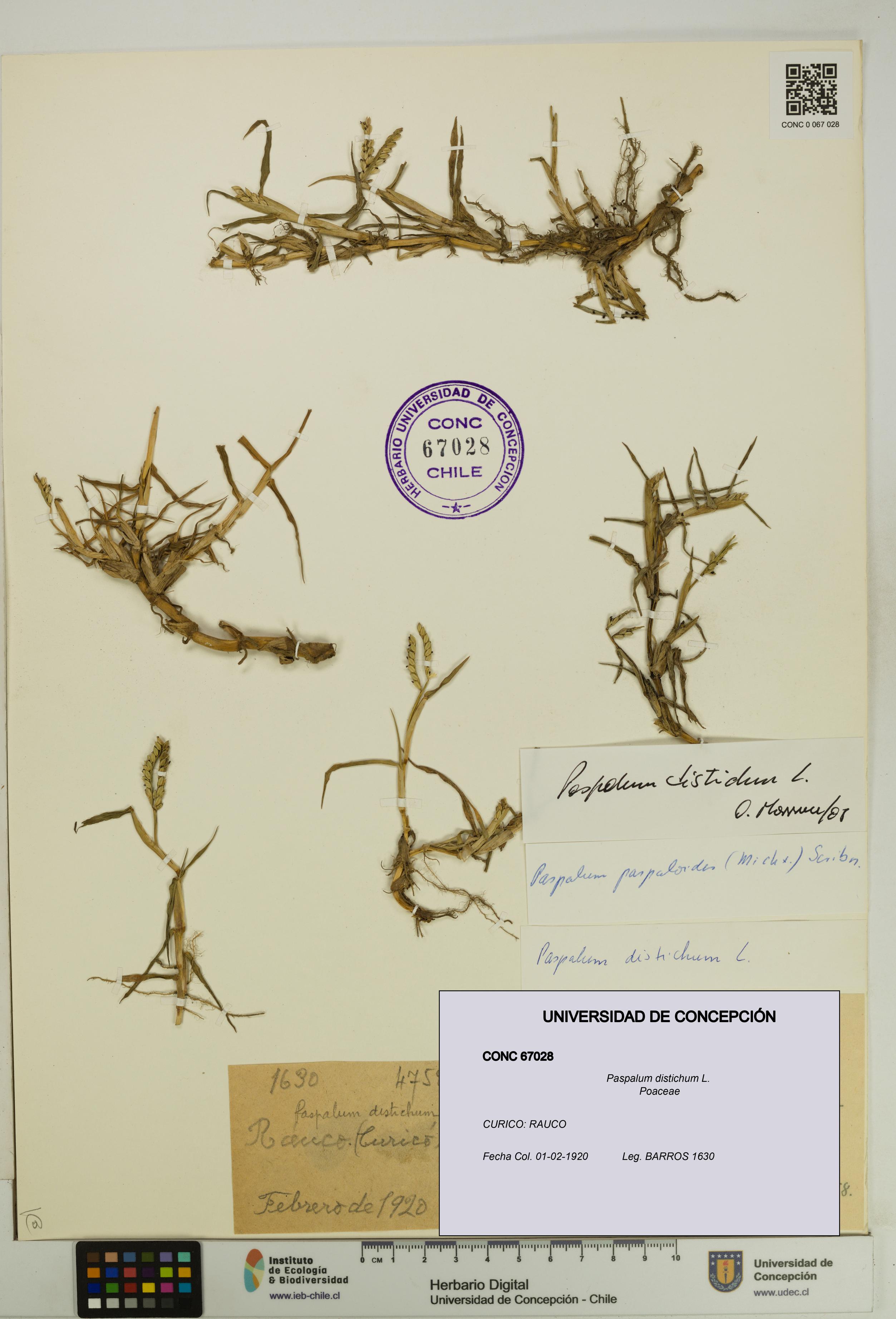 Paspalum distichum [Espécimen: UDEC:CONC:0067028]