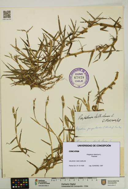 Paspalum distichum [Espécimen: UDEC:CONC:0067029]