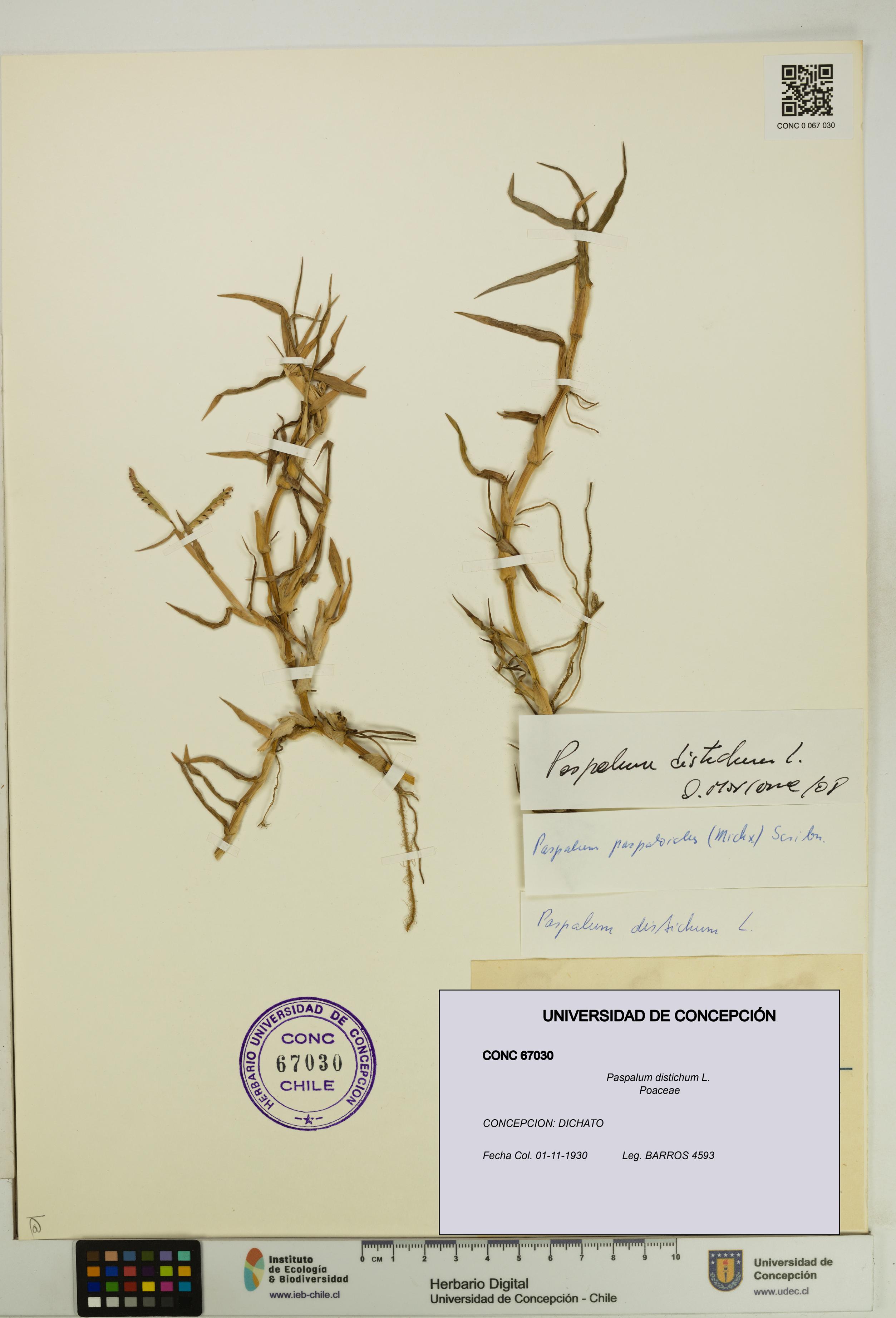Paspalum distichum [Espécimen: UDEC:CONC:0067030]