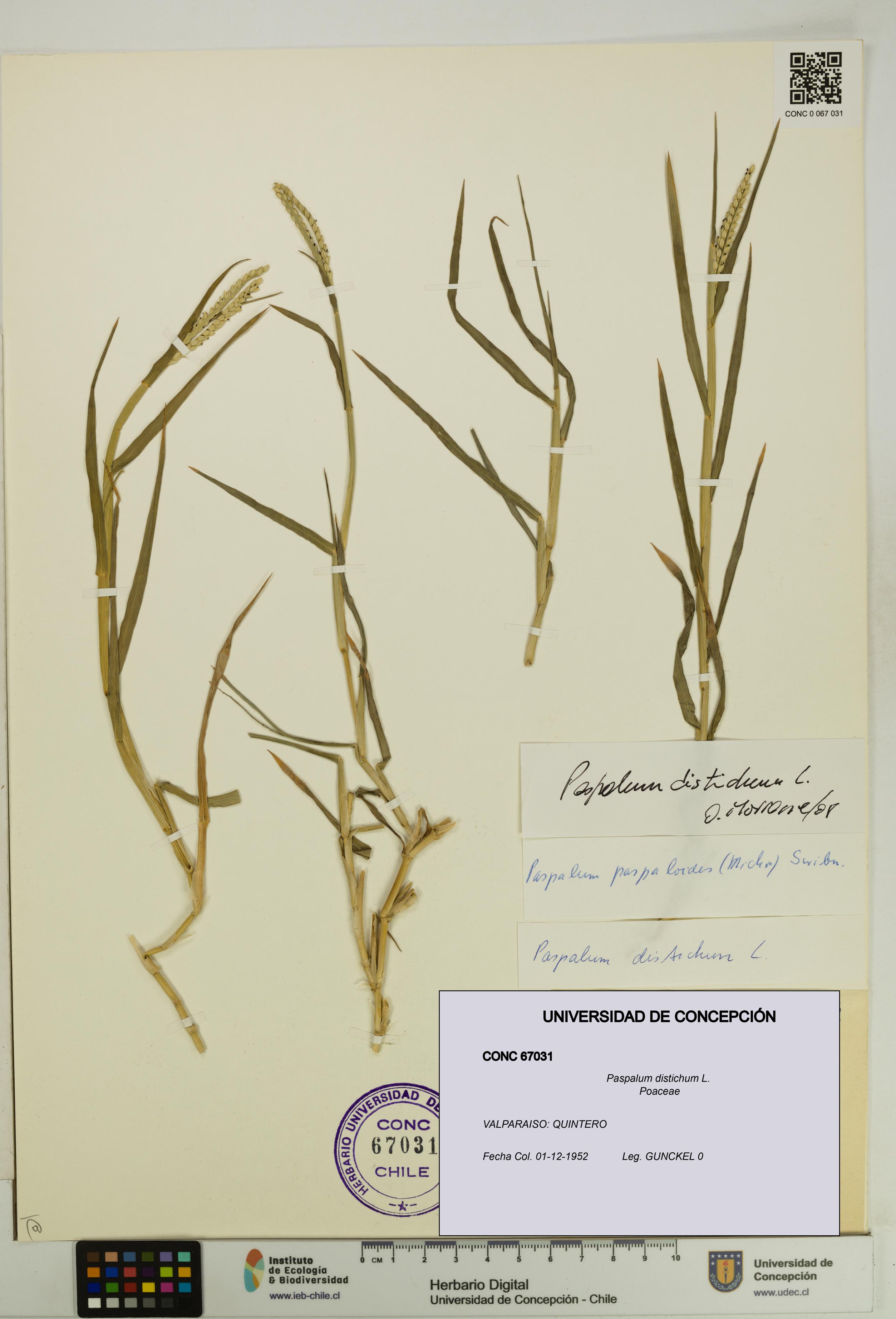 Paspalum distichum [Espécimen: UDEC:CONC:0067031]