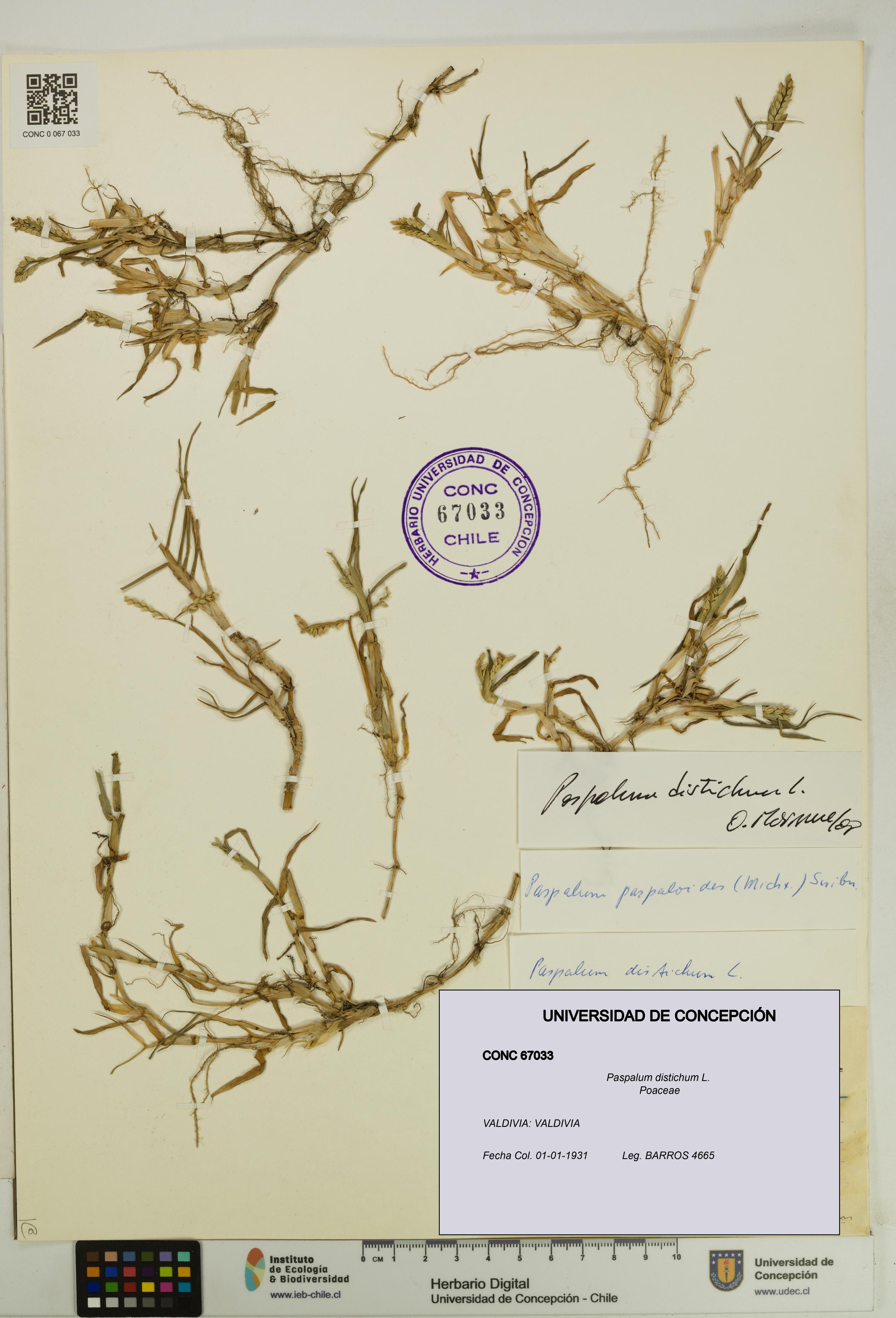 Paspalum distichum [Espécimen: UDEC:CONC:0067033]