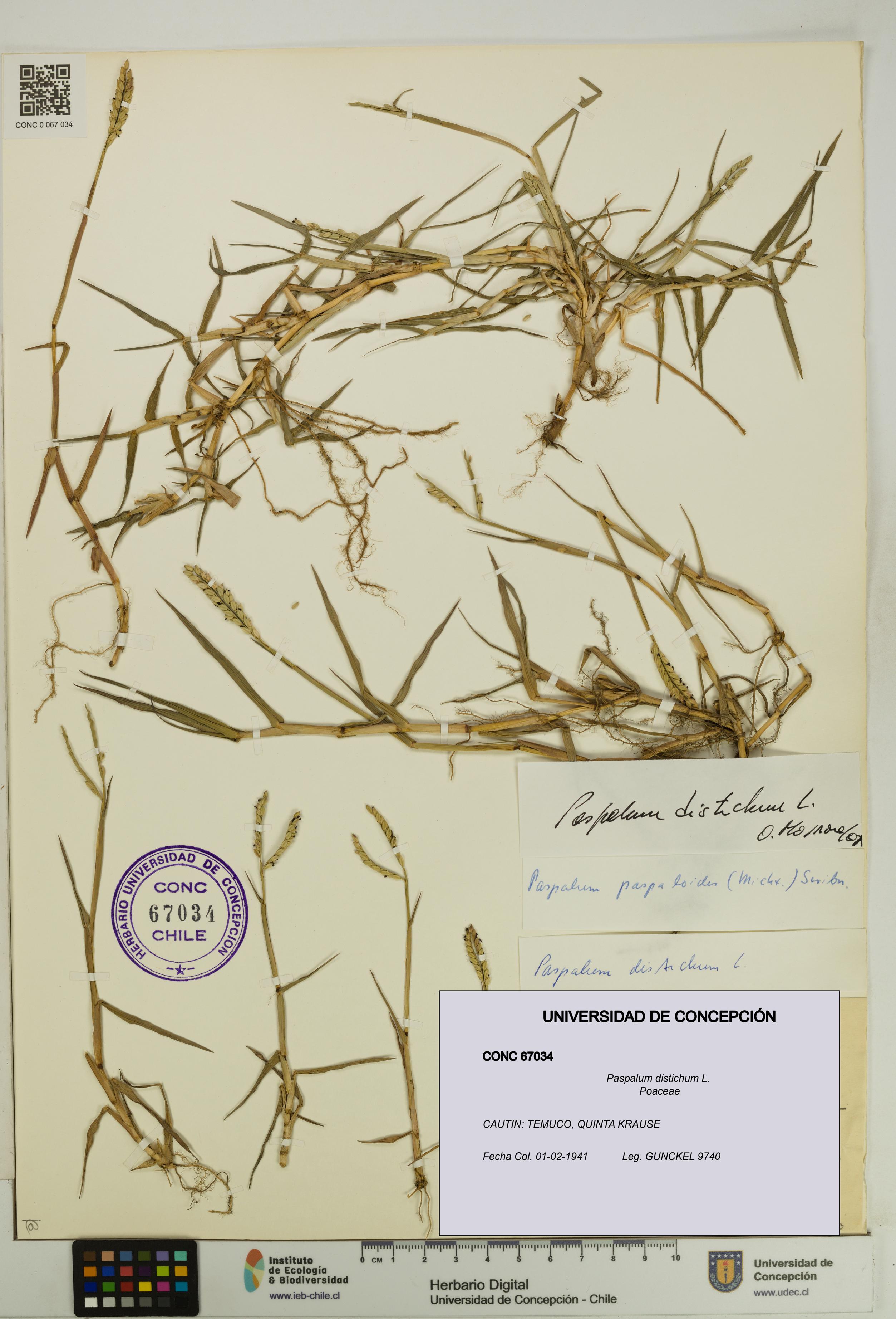 Paspalum distichum [Espécimen: UDEC:CONC:0067034]