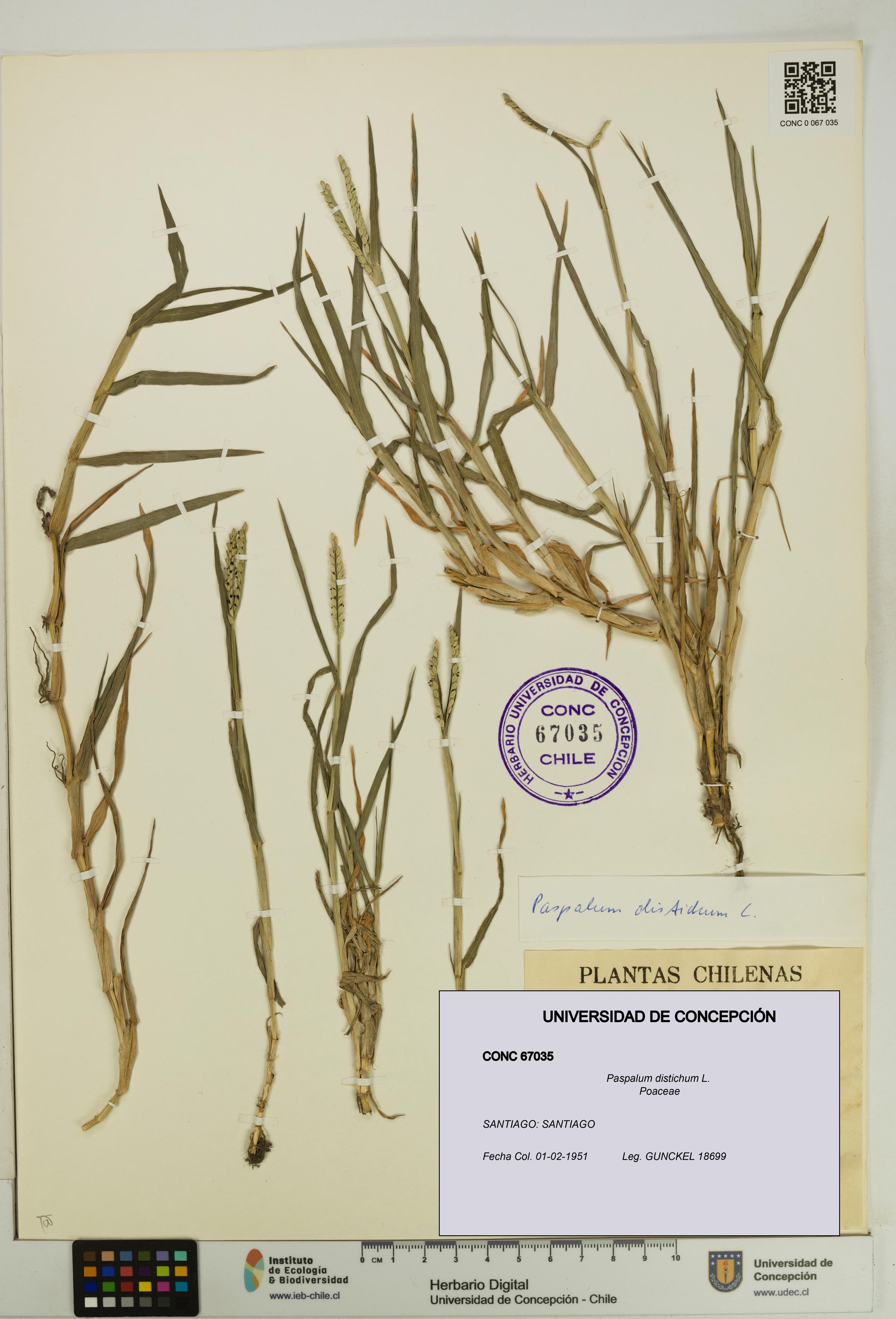 Paspalum distichum [Espécimen: UDEC:CONC:0067035]