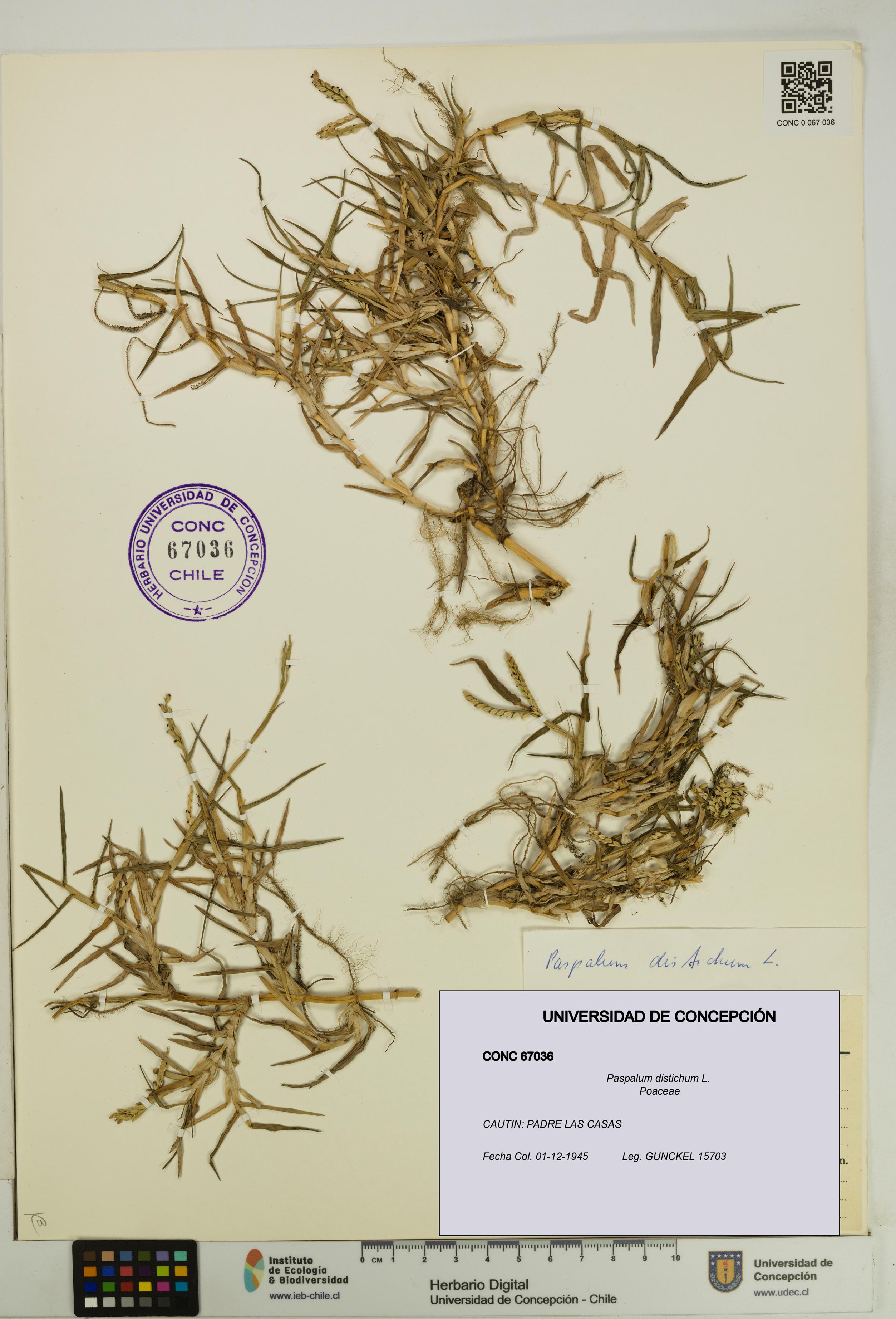 Paspalum distichum [Espécimen: UDEC:CONC:0067036]