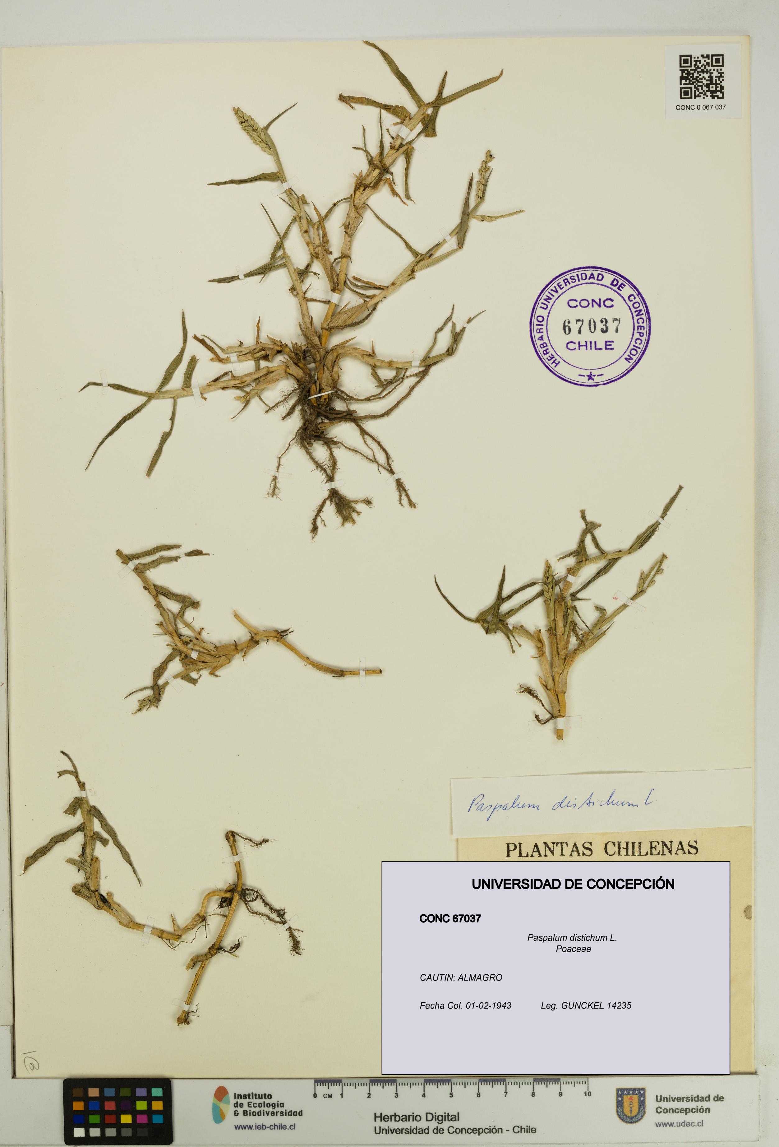 Paspalum distichum [Espécimen: UDEC:CONC:0067037]