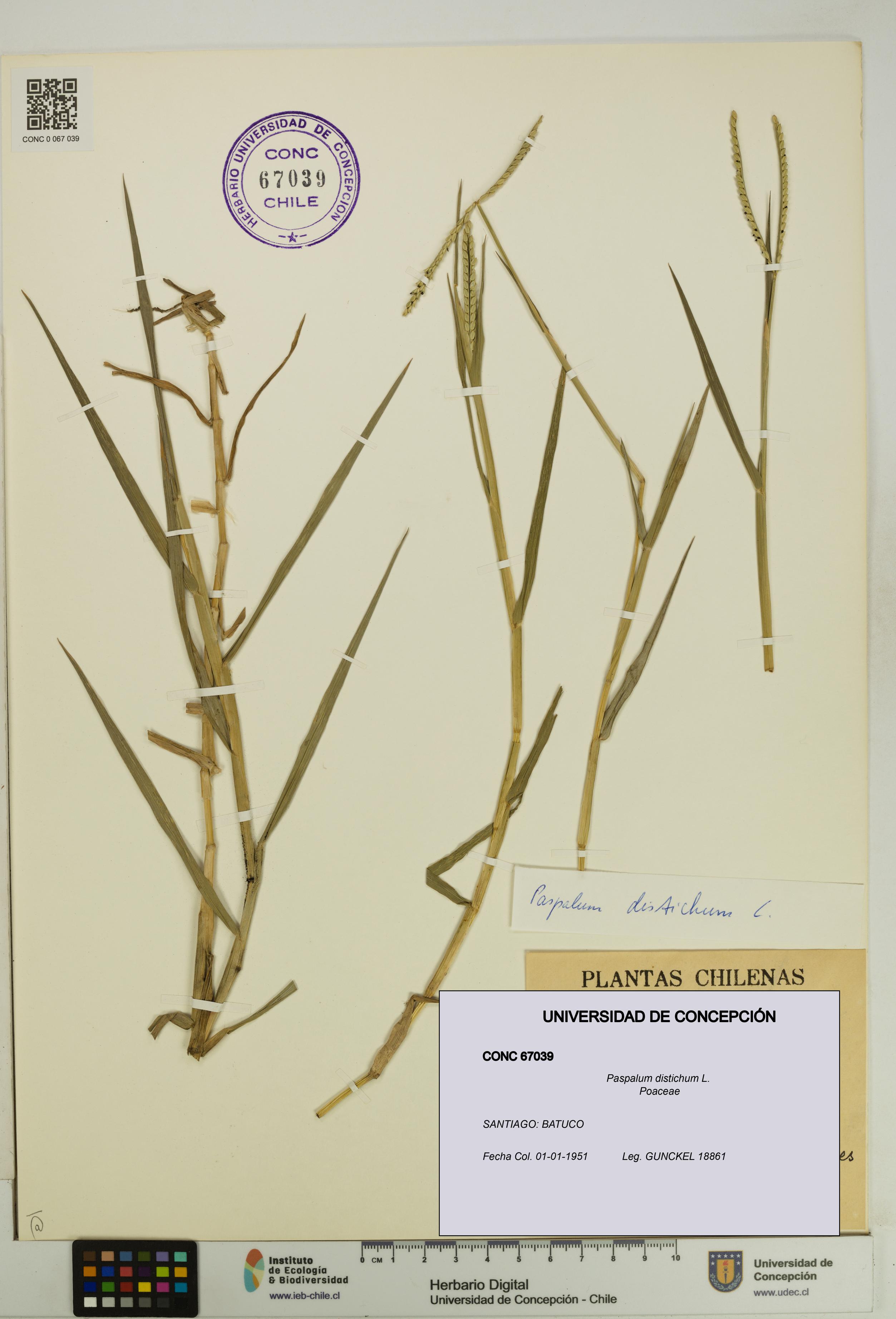Paspalum distichum [Espécimen: UDEC:CONC:0067039]