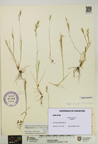 Festuca myuros [Espécimen: UDEC:CONC:0067196]