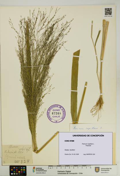 Panicum capillare [Espécimen: UDEC:CONC:0067268]