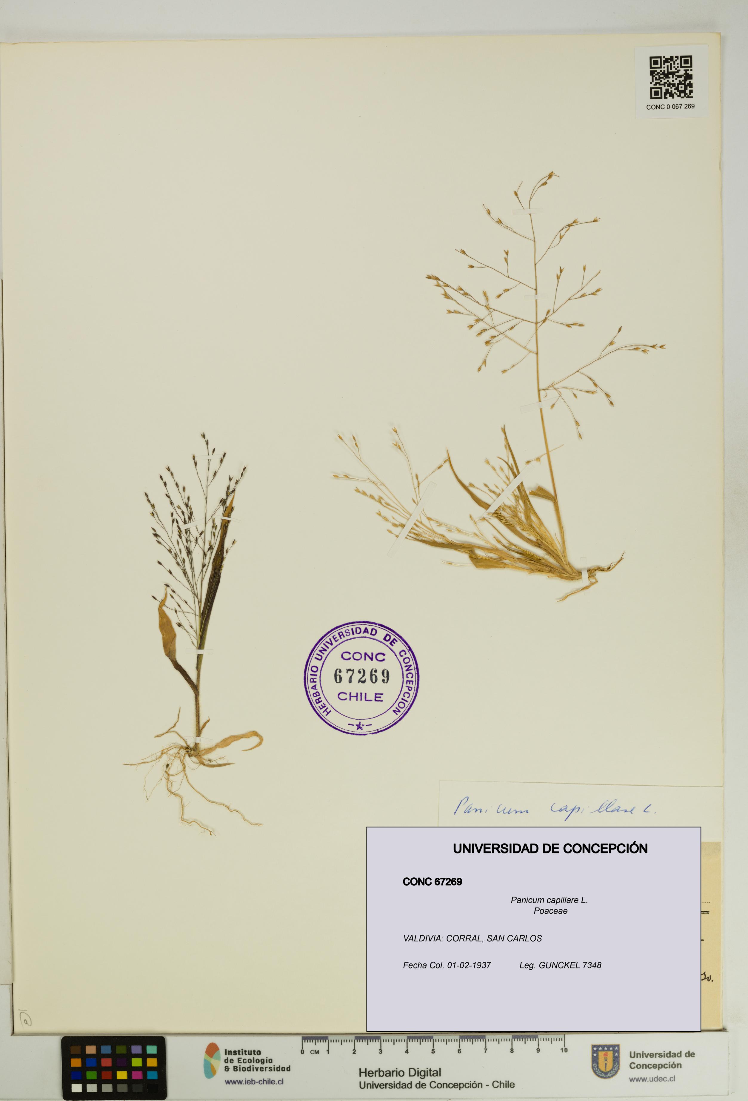 Panicum capillare [Espécimen: UDEC:CONC:0067269]