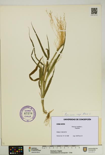 Panicum capillare [Espécimen: UDEC:CONC:0067270]