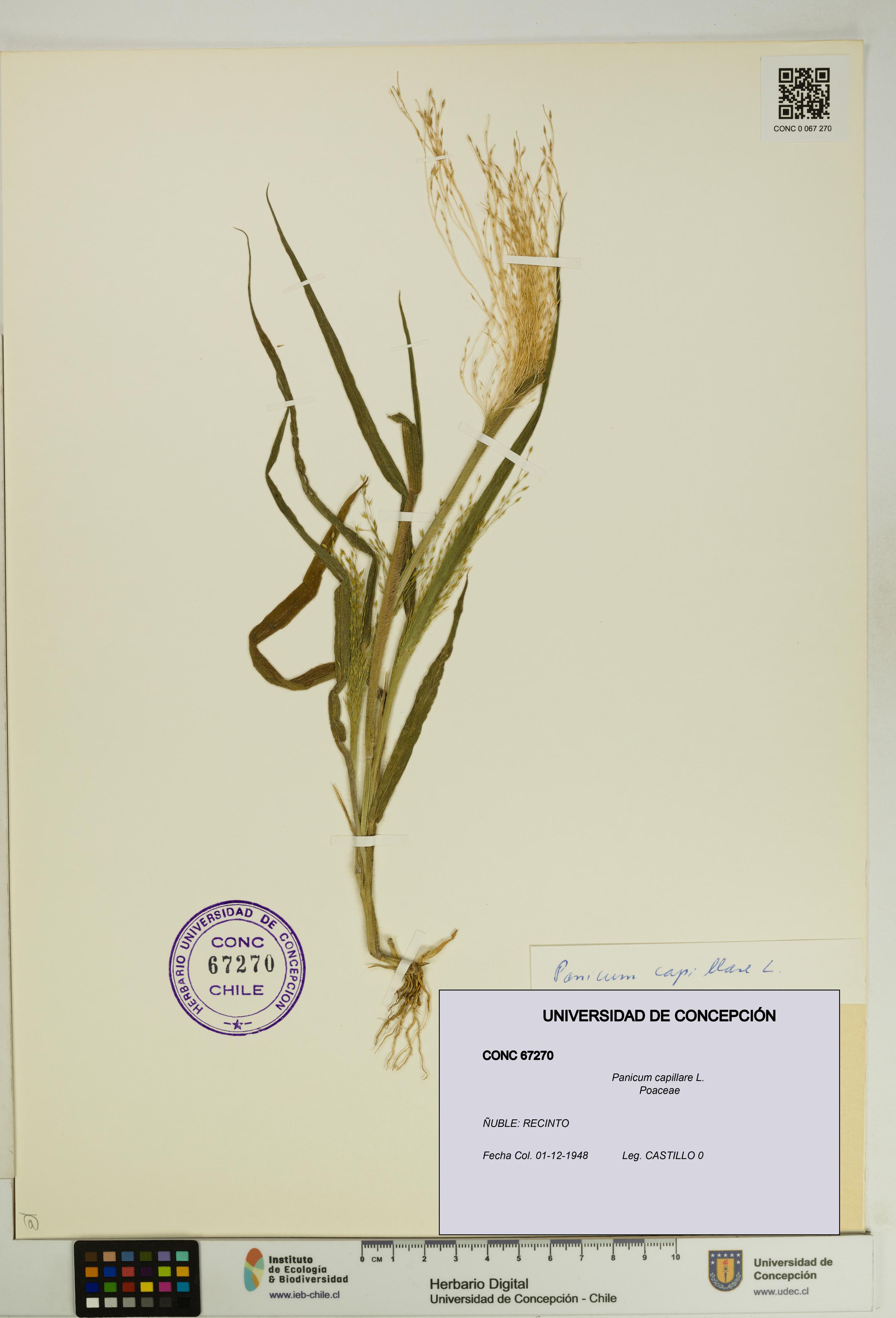 Panicum capillare [Espécimen: UDEC:CONC:0067270]