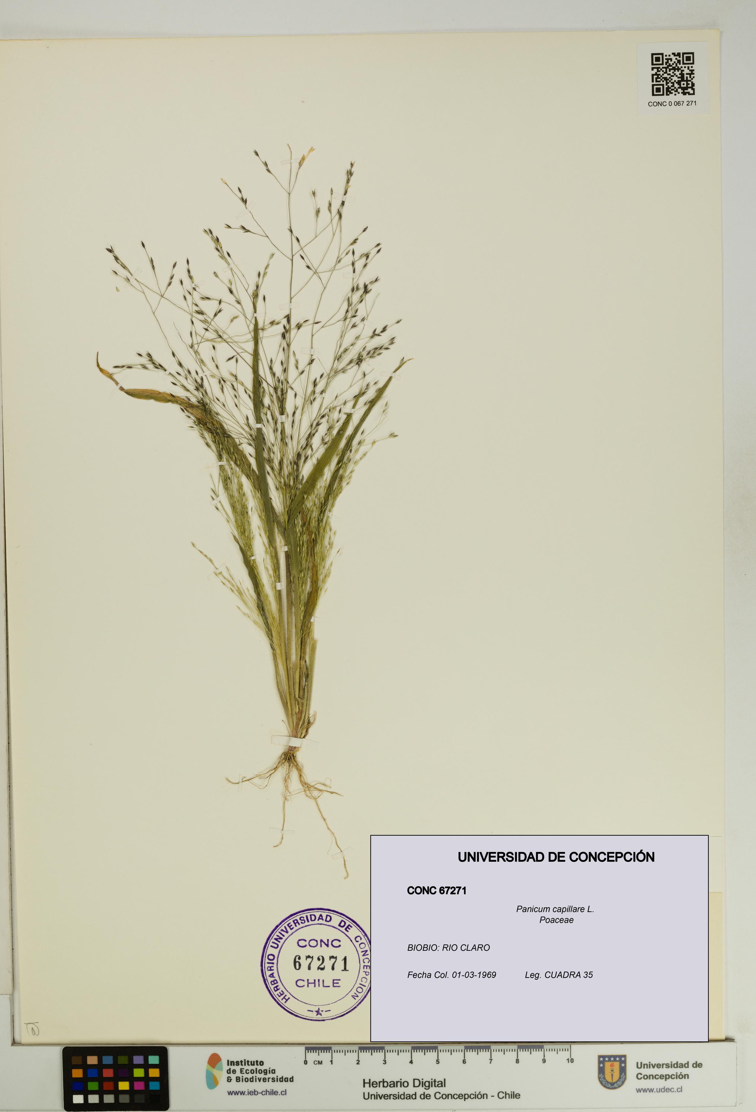 Panicum capillare [Espécimen: UDEC:CONC:0067271]
