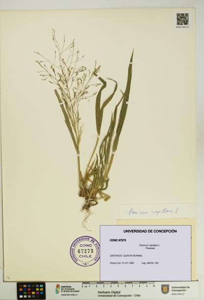 Panicum capillare [Espécimen: UDEC:CONC:0067273]