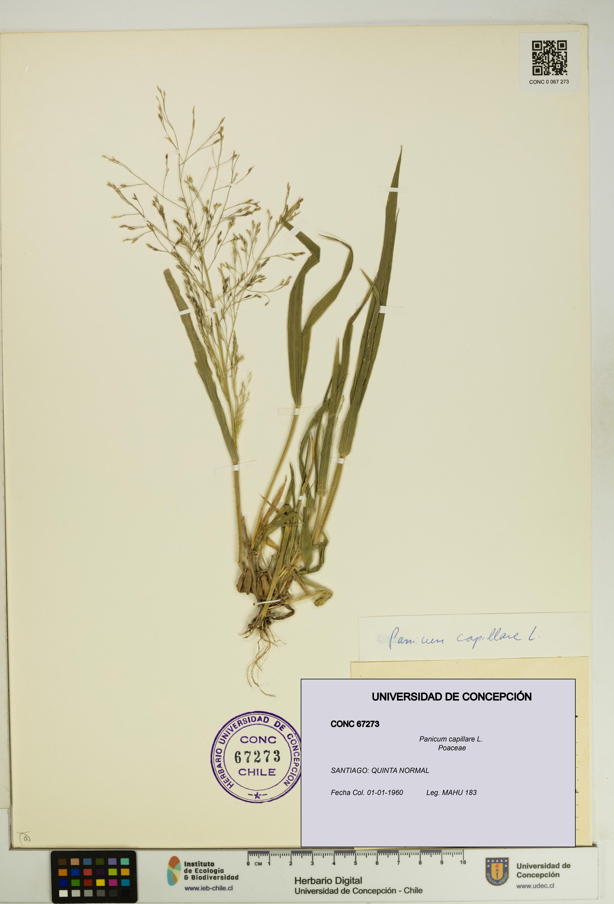 Panicum capillare [Espécimen: UDEC:CONC:0067273]