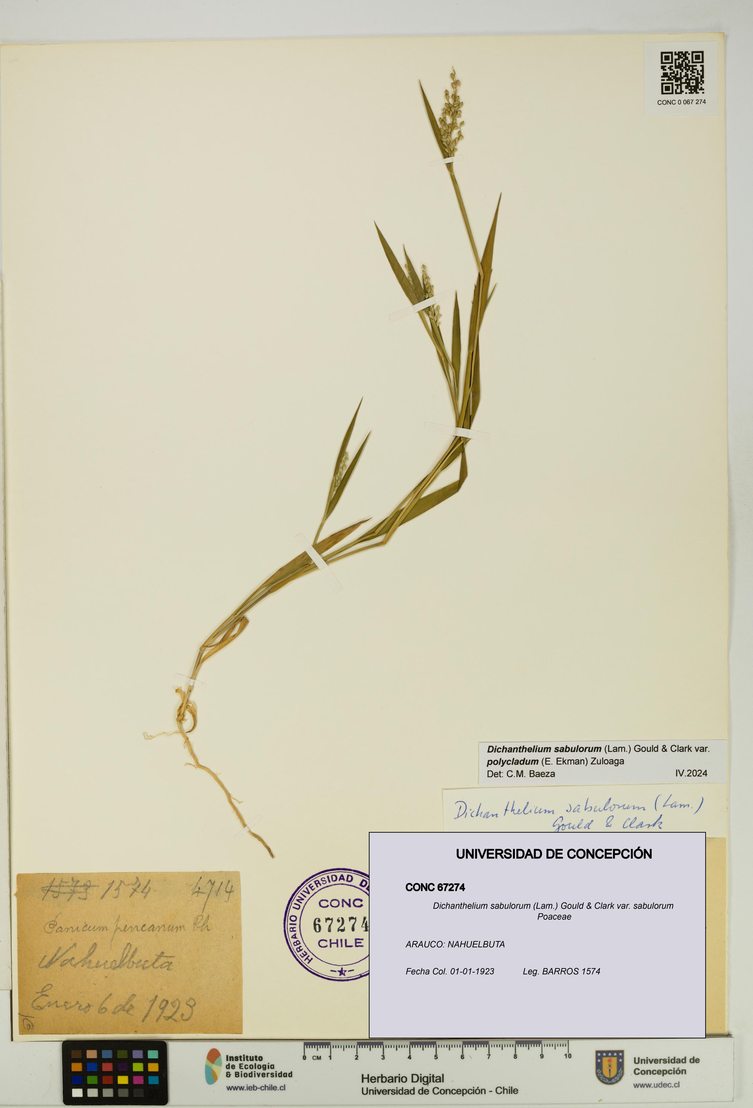Dichanthelium sabulorum [Espécimen: UDEC:CONC:0067274]