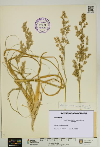 Panicum racemosum [Espécimen: UDEC:CONC:0067279]
