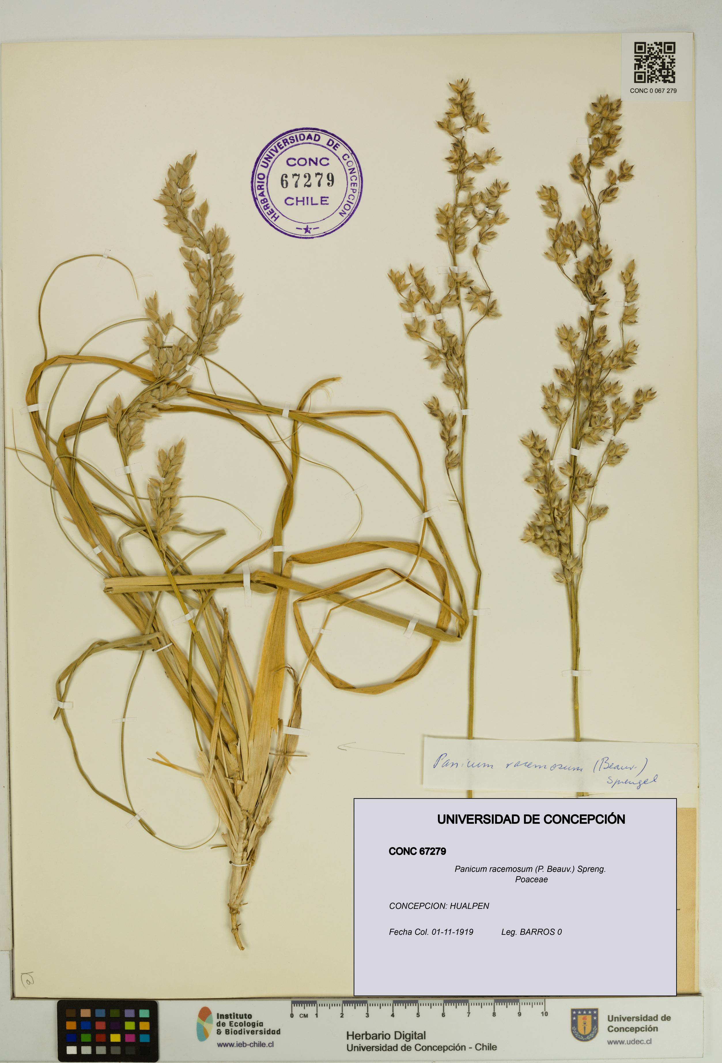 Panicum racemosum [Espécimen: UDEC:CONC:0067279]