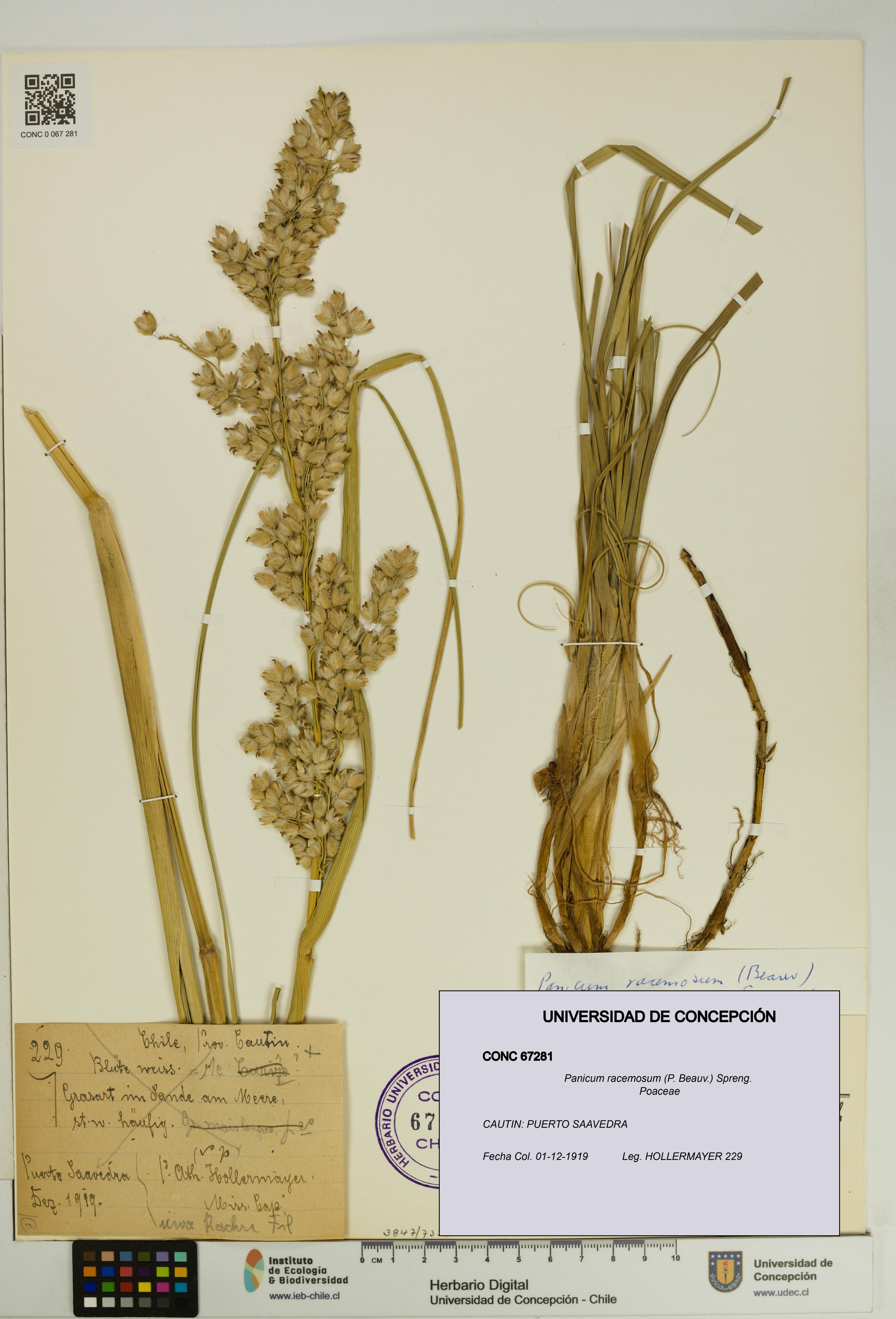 Panicum racemosum [Espécimen: UDEC:CONC:0067281]
