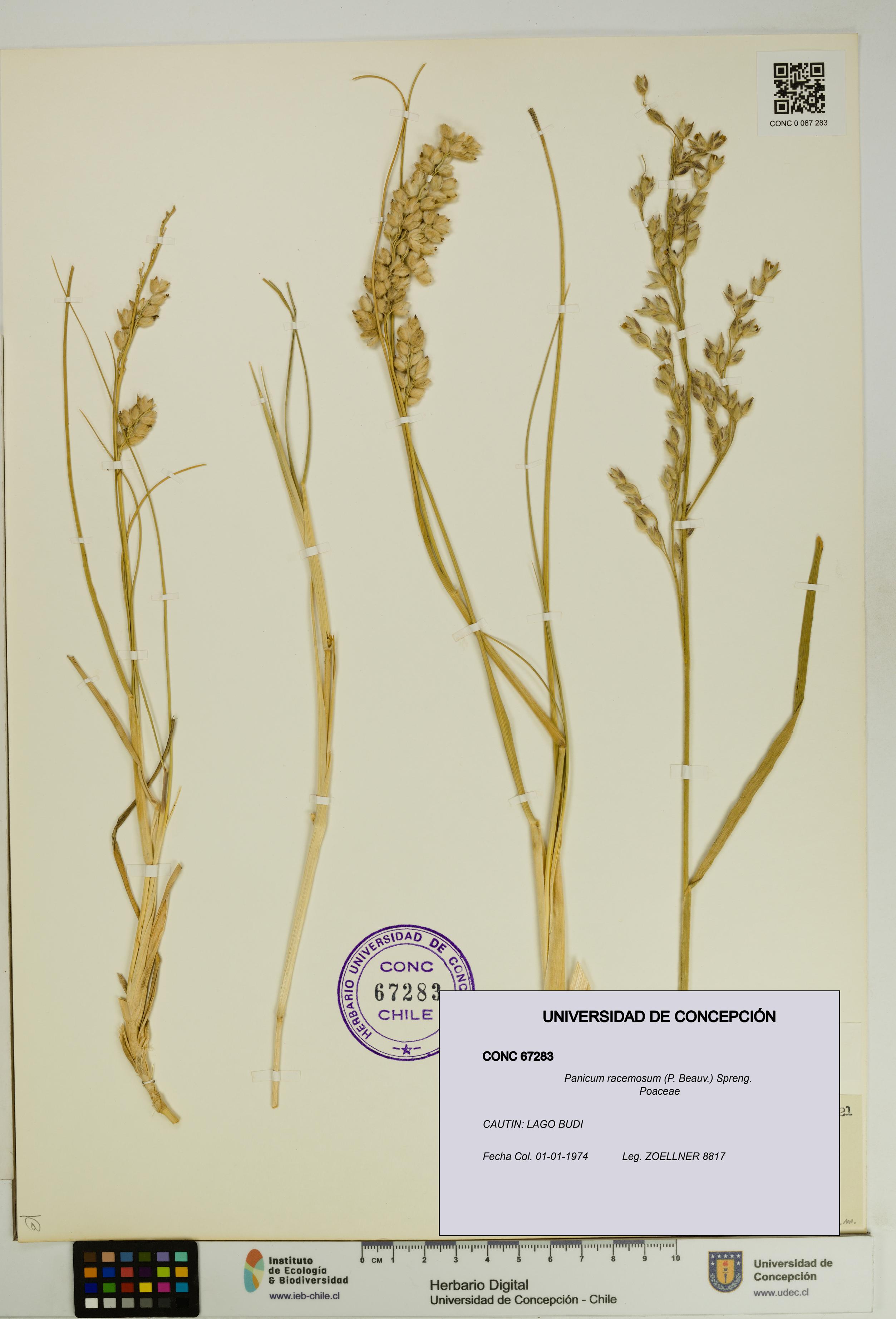 Panicum racemosum [Espécimen: UDEC:CONC:0067283]