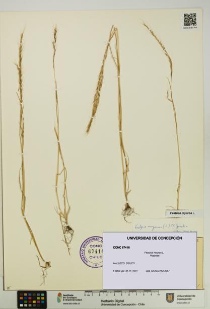 Festuca myuros [Espécimen: UDEC:CONC:0067416]