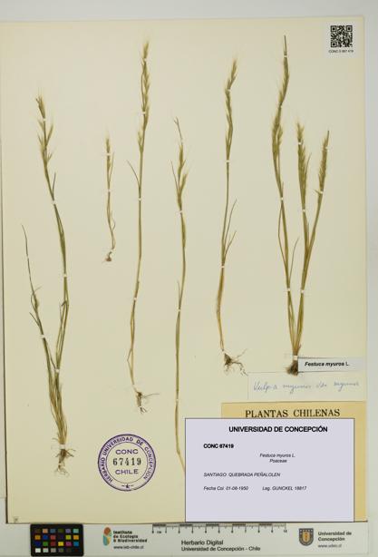Festuca myuros [Espécimen: UDEC:CONC:0067419]