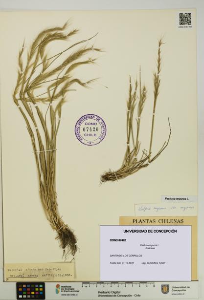 Festuca myuros [Espécimen: UDEC:CONC:0067420]