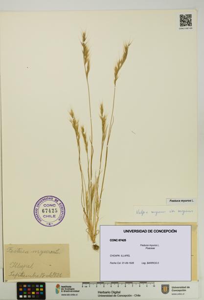 Festuca myuros [Espécimen: UDEC:CONC:0067425]