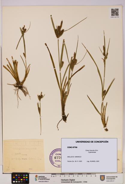 Carex fuscula [Espécimen: UDEC:CONC:0067700]