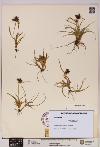 Carex fuscula [Espécimen: UDEC:CONC:0067701]